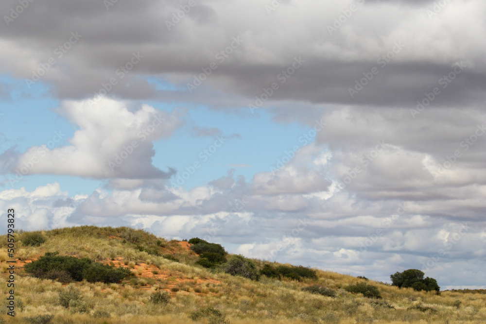 The 'green Kalahari' after all the rain, Kgalagadi, South Africa The 'green Kalahari' after all the rain, Kgalagadi, South Africa