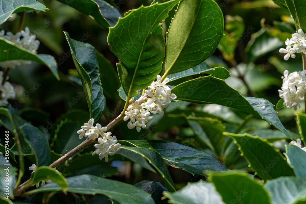Flowers of holly olive - Osmanthus heterophyllus - are in bloom in Fukuoka city, JAPAN. Flowers of holly olive - Osmanthus heterophyllus - are in bloom in Fukuoka city, JAPAN.