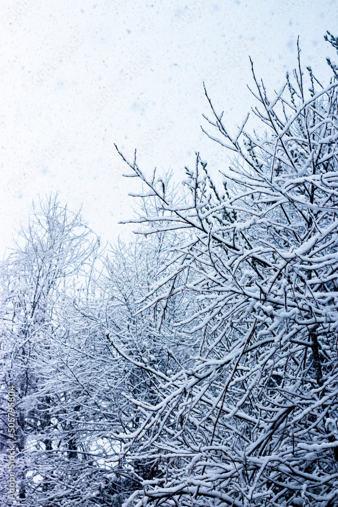 snow covered trees snow covered trees
