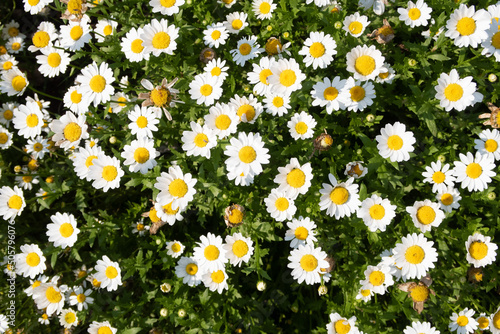 花の背景素材「カモミール」