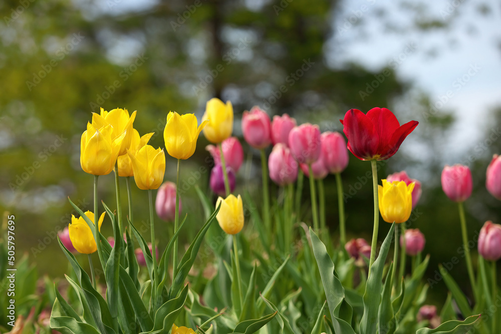 Multi Colored Tulips With Shallow Depth of Field and Creamy Bokeh Background Multi Colored Tulips With Shallow Depth of Field and Creamy Bokeh Background