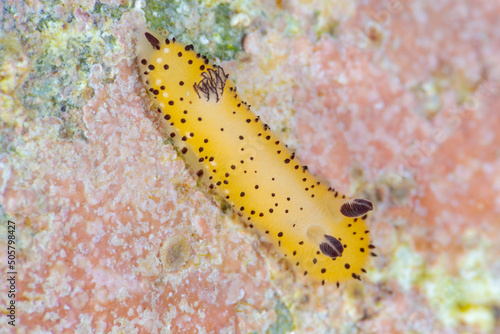 ゴマフビロードウミウシ
Jorunna parva (Baba, 1938)
 photo