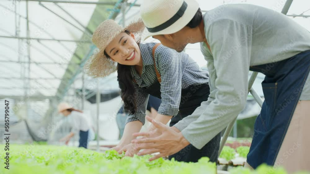 Asian farmers couple work in vegetables hydroponic farm with happiness Asian farmers couple work in vegetables hydroponic farm with happiness