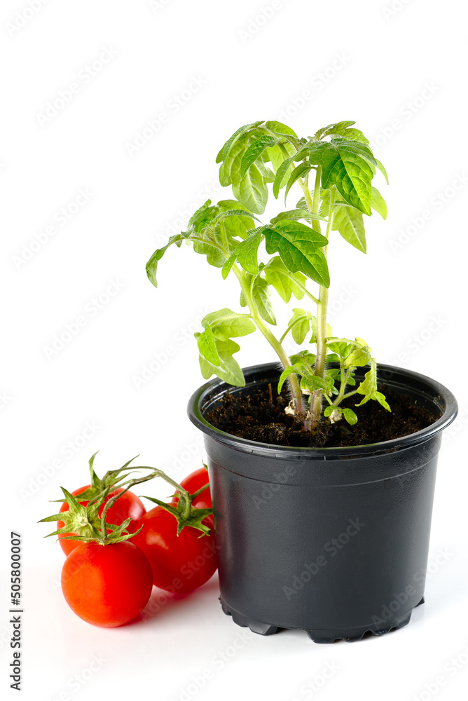 Green tomato seedling sprouts in black pot isolated on white background Spring concept for gardening. Spring concept for gardening, the plant ready for greenhouse Green tomato seedling sprouts in black pot isolated on white background Spring concept for gardening. Spring concept for gardening, the plant ready for greenhouse