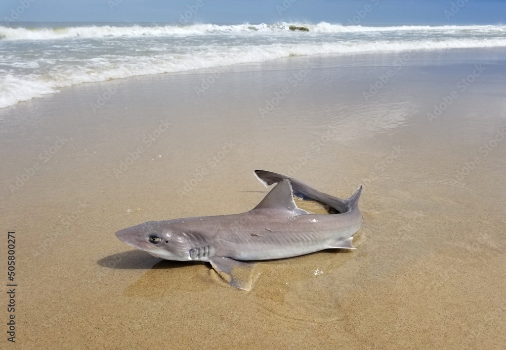 Ταπετσαρία A spiny dogfish shark on the beach being caught and released in the water