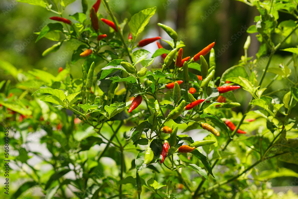 chili garden