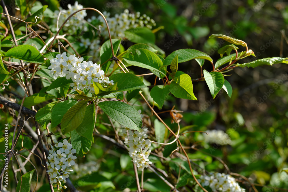 A branch of wild bird cherry with fragrant clusters of white flowers. Prunus padus. A branch of wild bird cherry with fragrant clusters of white flowers. Prunus padus.