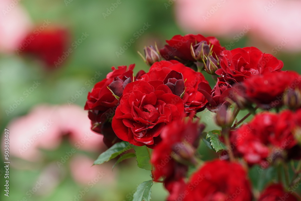 rose in a flower garden rose in a flower garden