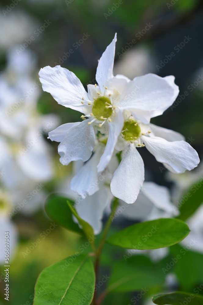 リキュウバイ(利休梅) Exochorda racemosa リキュウバイ(利休梅) Exochorda racemosa