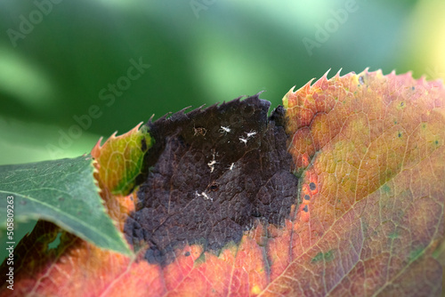 Symptoms of leaf damage by Aphis gossypii, close up. Damaged plant leaves. Selective focus photo