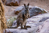 Black-footed rock wallaby stare