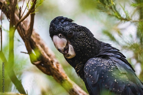 Yellow-tailed black cockatoo