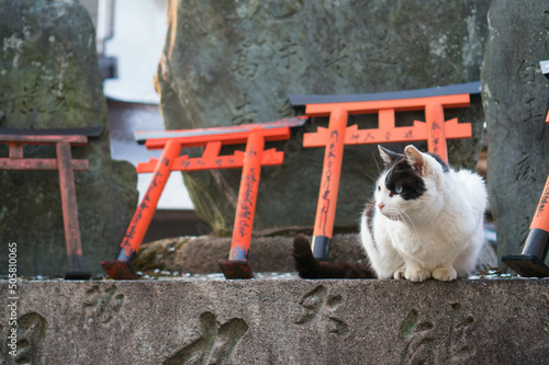 Stray cats living in Fushimi Inari Taisha Shrine in Japan photo