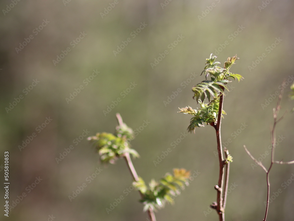 Delicate spring tree leaves illuminated by the sun Delicate spring tree leaves illuminated by the sun