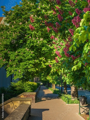 Kwitnące na wiosnę drzewa kasztanowca w Krakowie