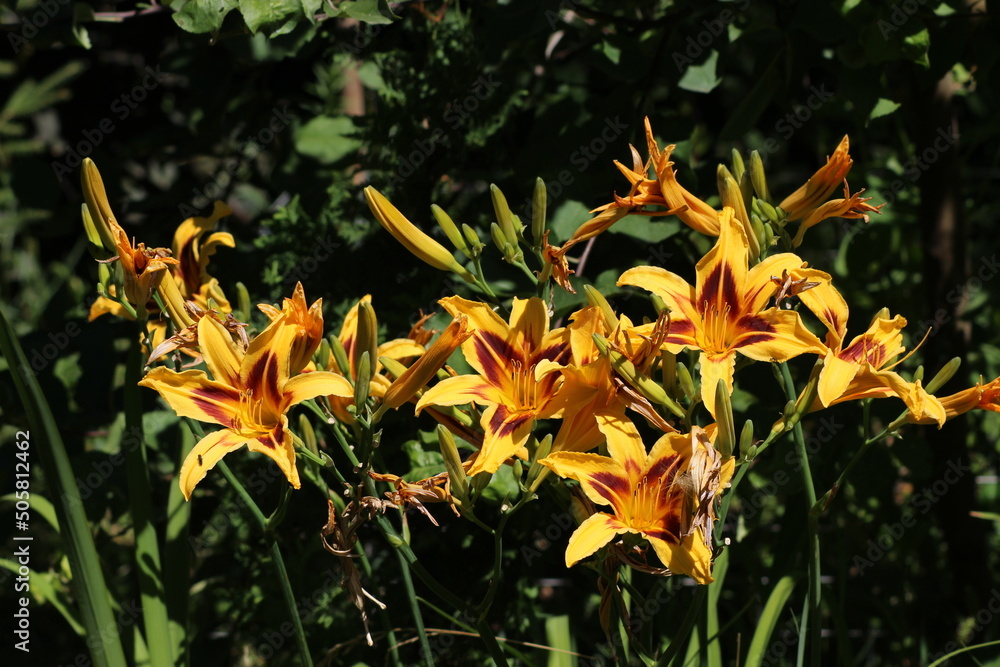 Εκτύπωση καμβά On the high peduncles of the Bonanza daylily, two-colored flowers at various stages of flowering and wilting
