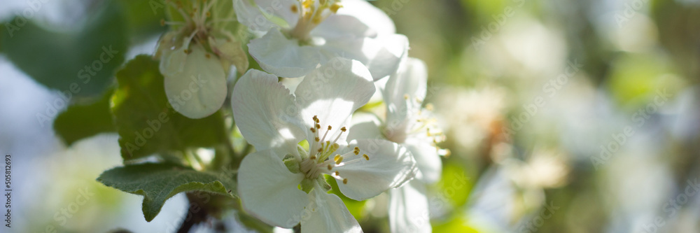 Φωτογραφία Fresh beautiful flowers of the apple tree blooming in the garden in a sunny spri