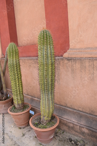 Cactus with spikes (Trichocereus validus) photo