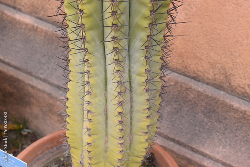 Cactus with spikes (Trichocereus validus) photo