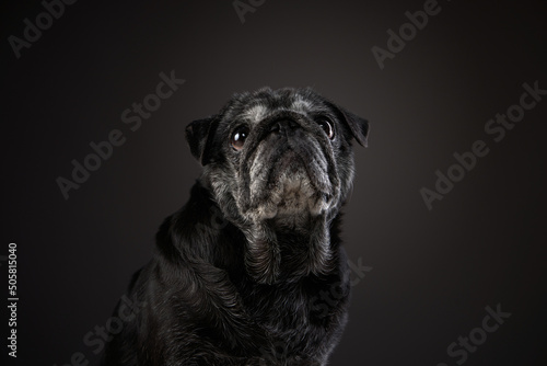 charming black pug on a black background. Pet portrait in studio