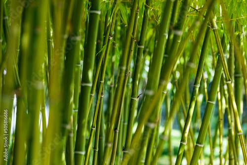Fototapeta Naklejka Na Ścianę i Meble -  green natural Asian background of bamboo shoot at bamboo garden.