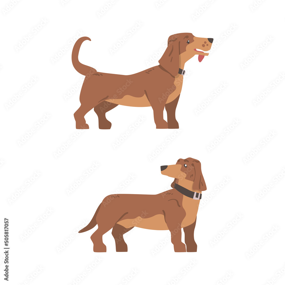 Dachshund or Badger Dog as Short-legged and Long-bodied Hound Breed with Collar Standing Vector Set