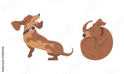 Dachshund or Badger Dog as Short-legged and Long-bodied Hound Breed with Collar Cuddling and Jumping Vector Set