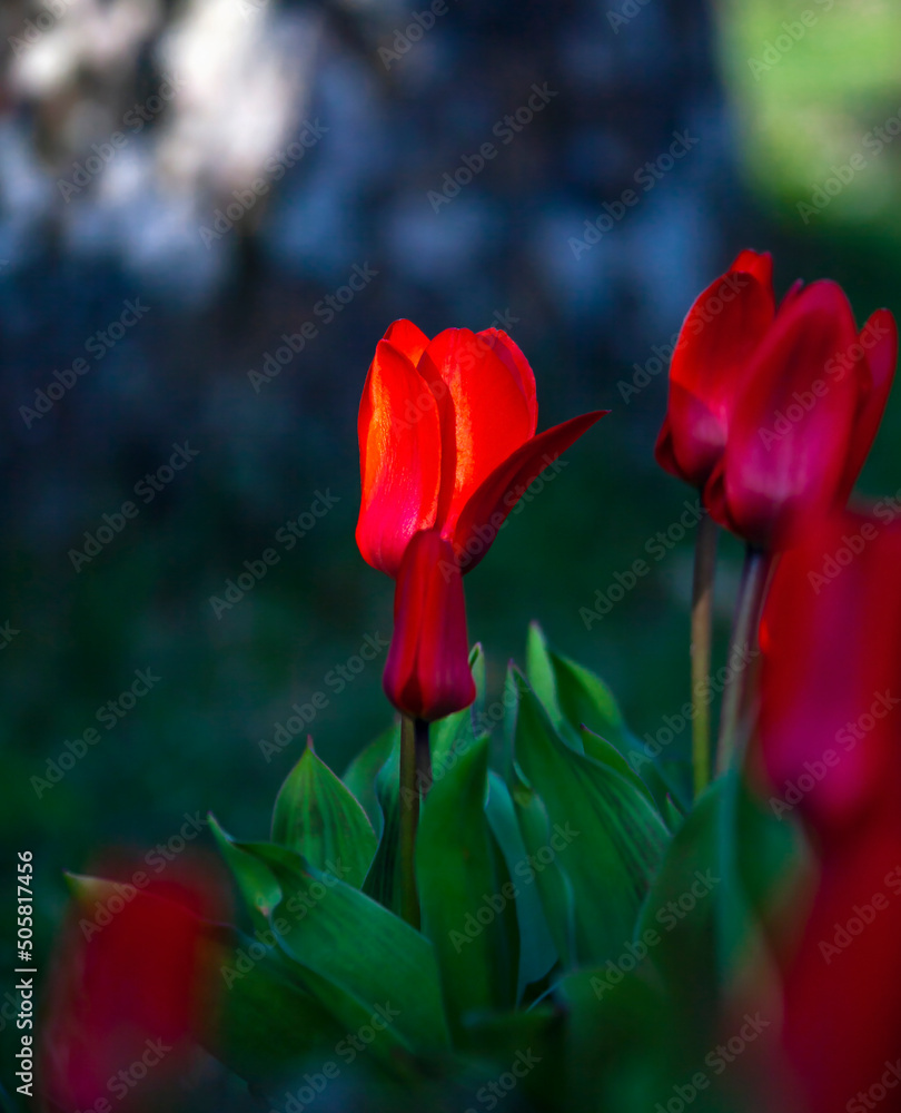 Floral landscape with bright scarlet tulip buds in country garden. Floral landscape with bright scarlet tulip buds in country garden.