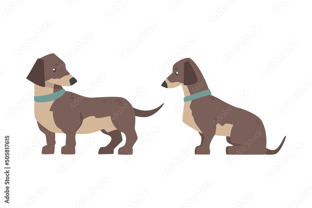 Dachshund Dog Breed Hound with Short Legs and Long Body Sitting and Standing Vector Set Dachshund Dog Breed Hound with Short Legs and Long Body Sitting and Standing Vector Set
