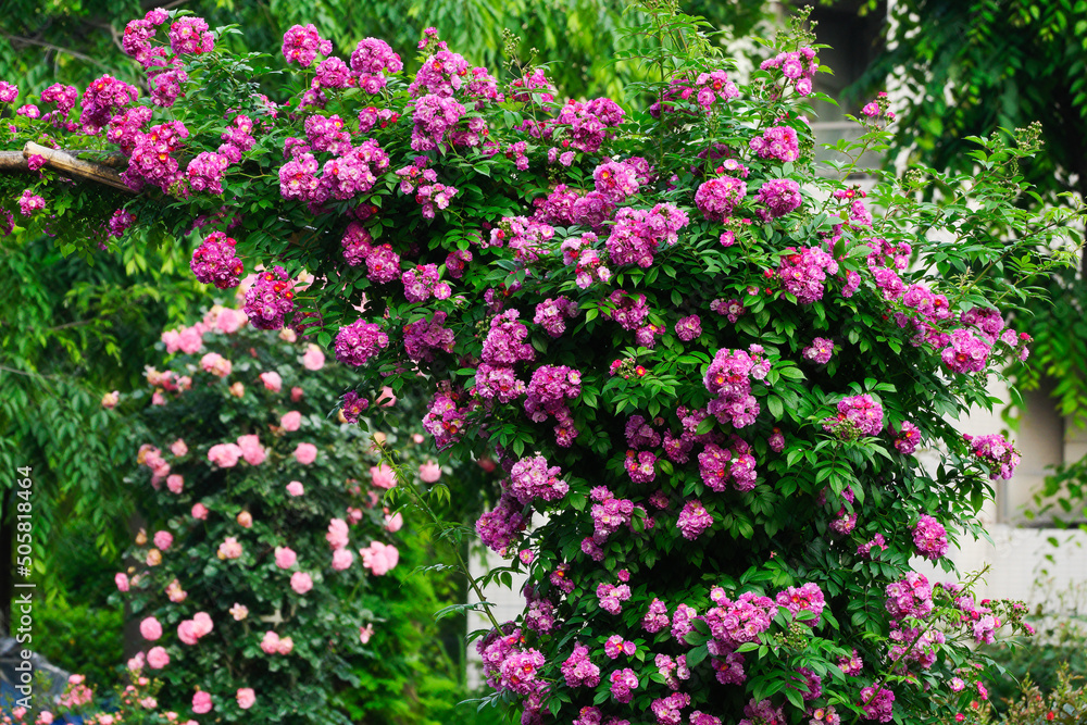 東京、赤坂氷川公園の薔薇たち　バラの庭園があり様々な種類のバラが年中咲いている　赤坂、港区、東京、日本