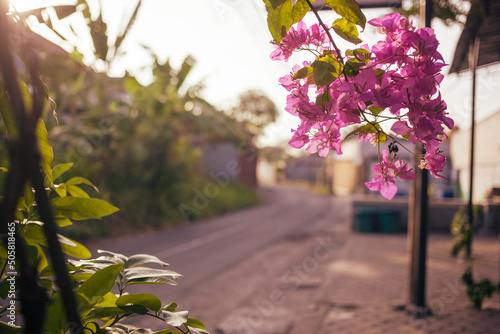 Beautiful pink bloossom on a tree branch against defocused street in tropical paradise. Blooming tree in summer on a narrow lane.
