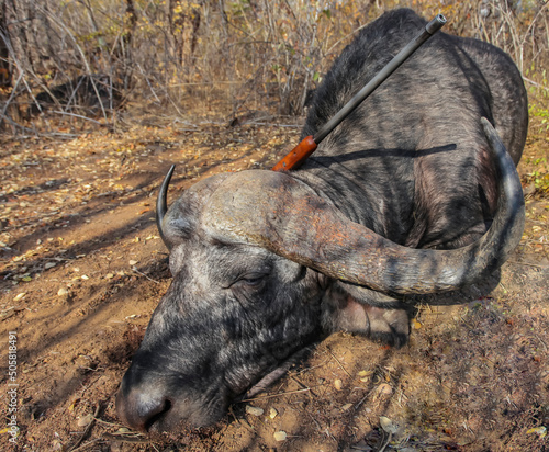 Traditional buffalo hunting trophy and rifle after legal hunting in Africa. photo