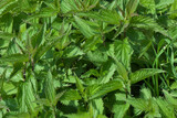 Green background of young stinging nettle.