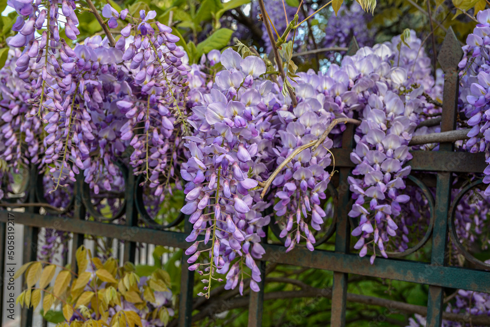 Obraz premium wisteria, glicinia flowering wine in the garden