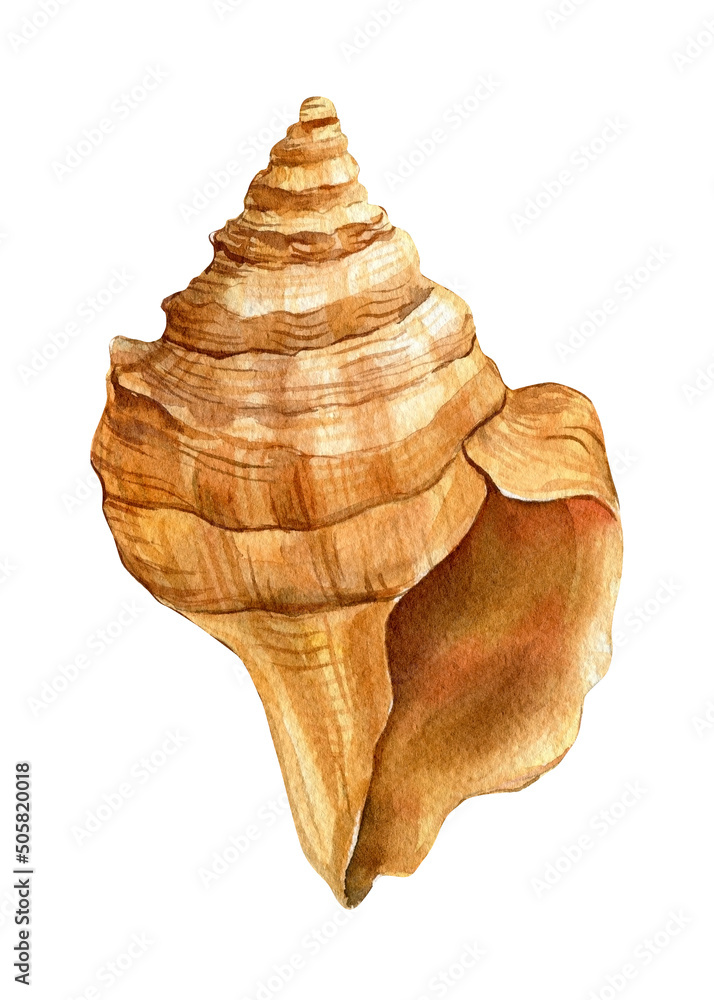 Sea Shell On An Isolated White Background Watercolor Illustration Stock イラスト Adobe Stock
