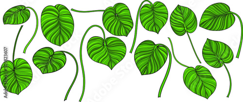 Leaves isolated on white. Tropical leaves. Hand drawn vector illustration