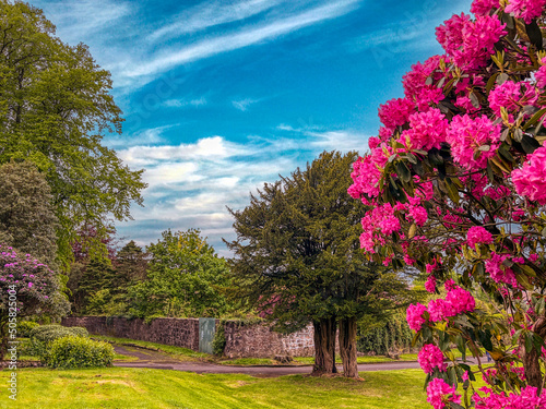 Rhodedendron, Yew And Elm In A Scenic Park. © ScottishSkies