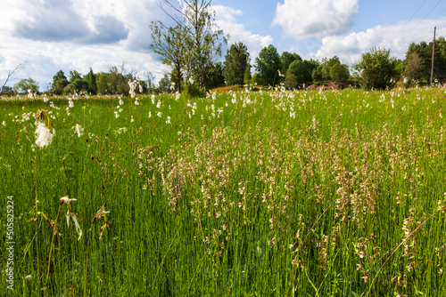 Orchid meadow with blooming Marsh helleborine flowers