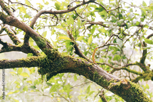 tree in the garden