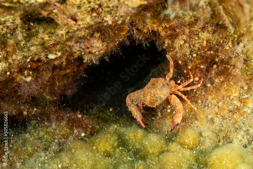 little yellow crab walks underwater