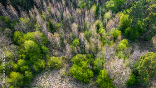 Top down view of the mixed forest.