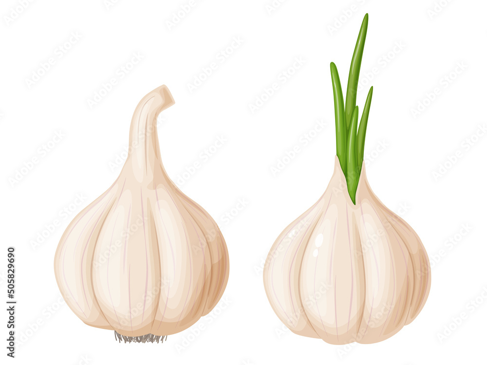 Garlic in cartoon style. Vegetable from the garden. Organic food.
