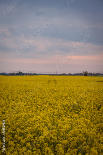 Yellow canola rapeseed flower field in Skåne Sweden during spring sunset