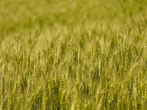 a green barley field © 용석 전