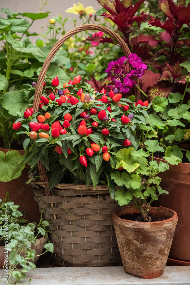  Red jalapeno peppers grow in decorative wicker basket at home garden