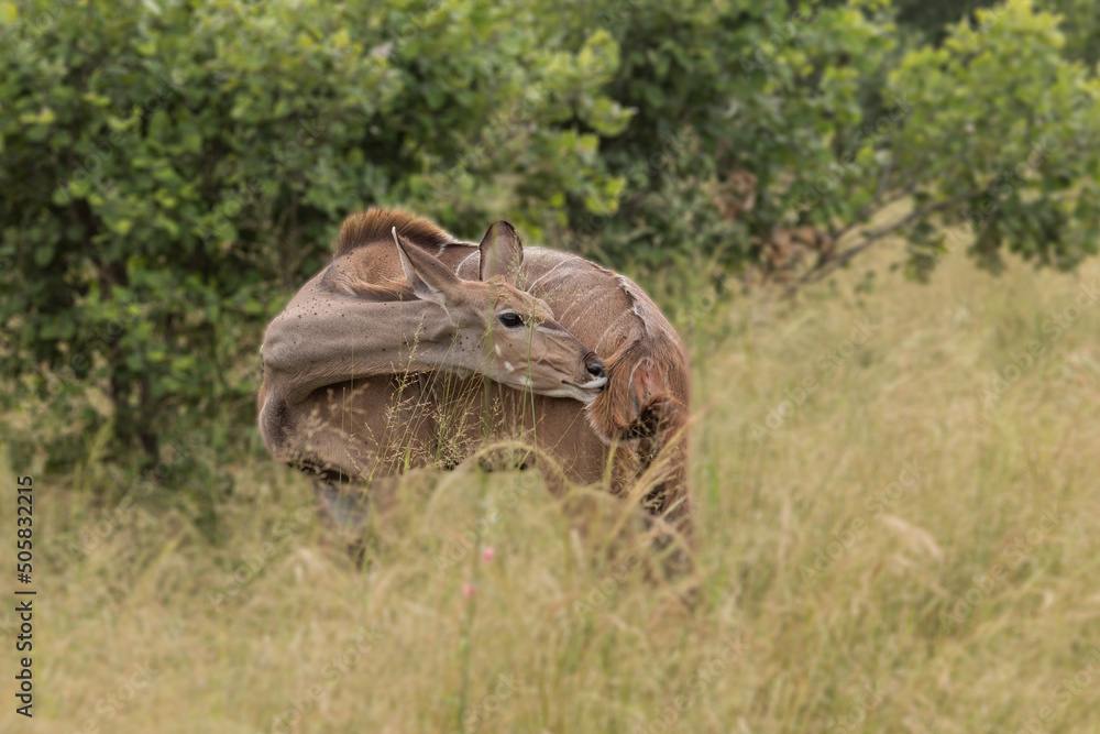 Fototapeta premium Eland antelope (Taurotragus oryx) - largest antelope of southern Africa