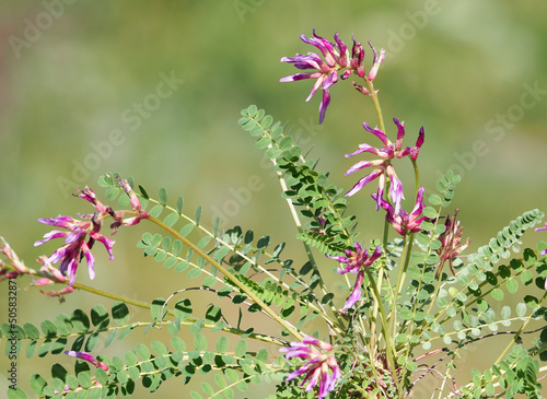 Milkvetch flowers on a meadow, Astragalus monspessulanus photo