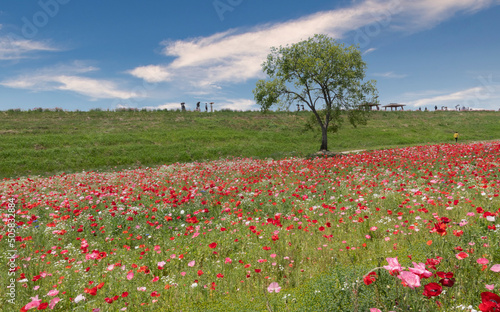 Wallpaper Mural 함안 악양 둑방길의 양귀비꽃 축제 Torontodigital.ca