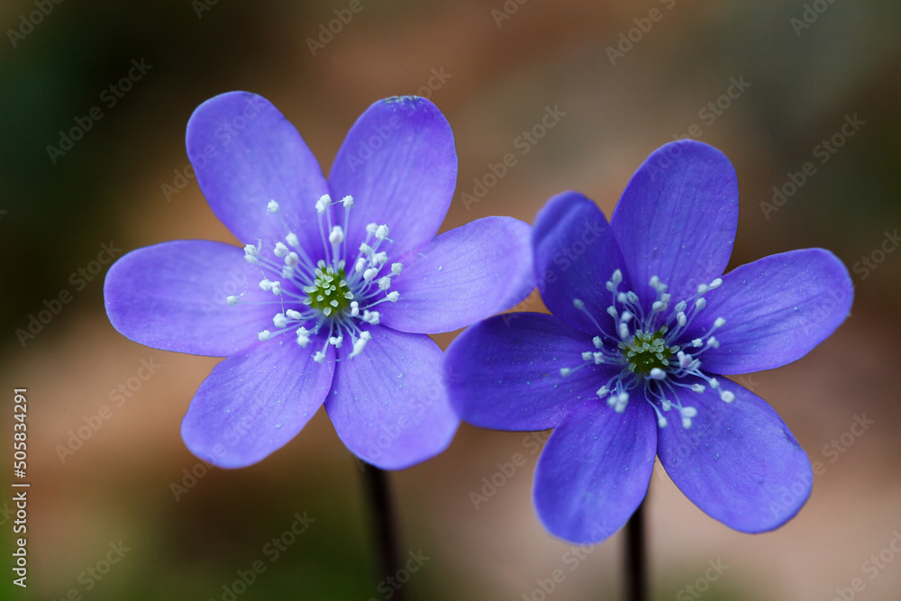 Hepatica Flowers Liverleaf or Liverwor Close up Hepatica Flowers Liverleaf or Liverwor Close up