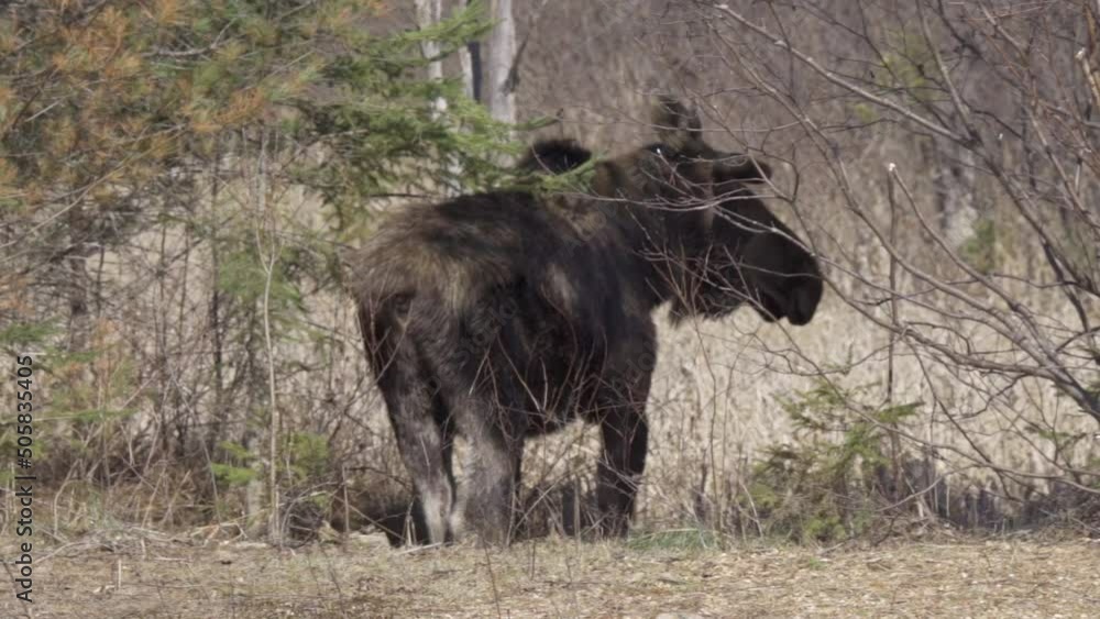 Wild Bull Moose Turns Its Head While Standing In Natural Habitat Wild Bull Moose Turns Its Head While Standing In Natural Habitat